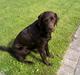 Labrador retriever Chiggo