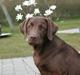 Labrador retriever Sofus