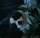 Sankt bernhardshund buck *aflivet!:'(*
