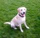 Labrador retriever BUSTER=)