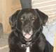 Labrador retriever Bella 