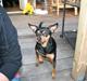 Dvaergpinscher Måns