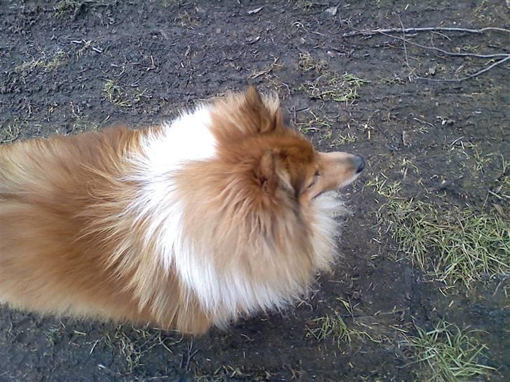 Shetland sheepdog *.Lassie.* - Kommer der en jeg kan snakke med? billede 8