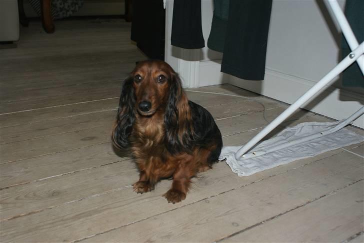 Gravhund Dina  billede 6