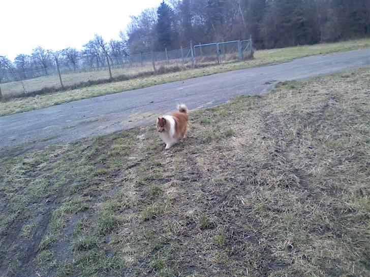 Shetland sheepdog *.Lassie.* - Det er hyggeligt og være i skoven med trine  billede 9