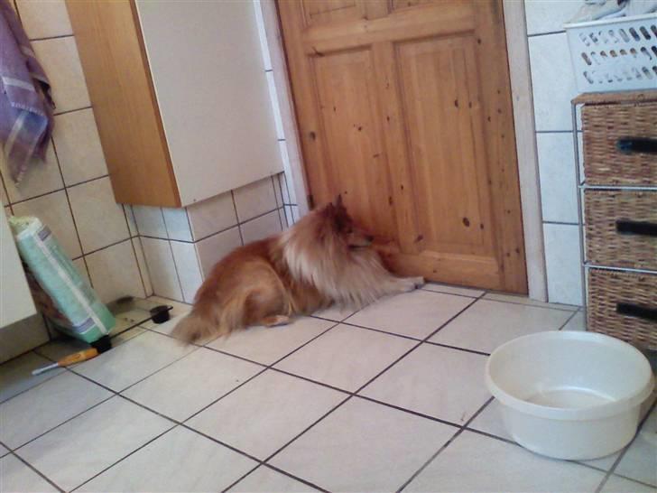 Shetland sheepdog *.Lassie.* - Hvordan kommer jeg ud? kan høre vi har fået gæster billede 10