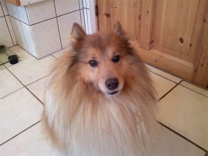 Shetland sheepdog *.Lassie.* - Har du en godbid? billede 12
