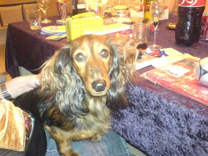 Gravhund Dina  billede 7