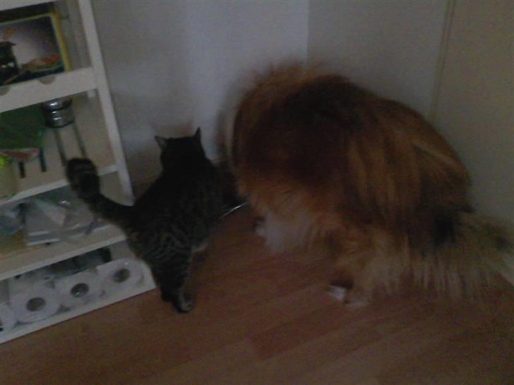 Shetland sheepdog *.Lassie.* - Mig og Kisser. Min veninde, tro mig jeg passer på hende billede 13