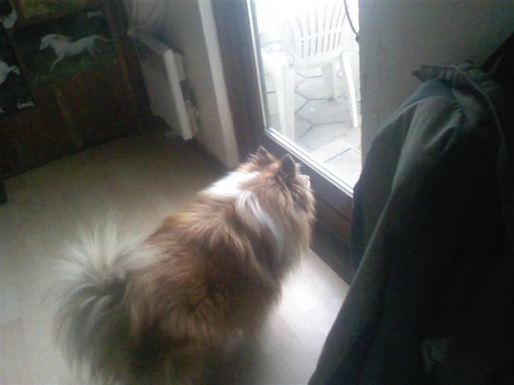 Shetland sheepdog *.Lassie.* - Er der nogen udenfor?  billede 14