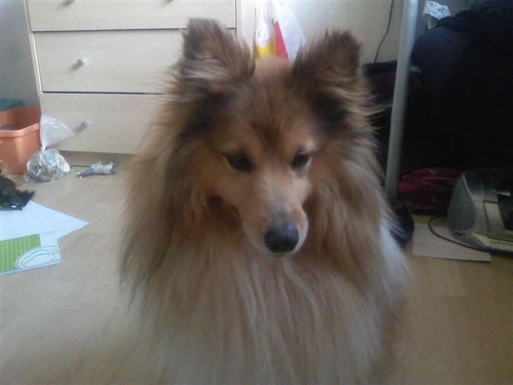 Shetland sheepdog *.Lassie.* - Jeg er så fiiiiiiiiiiiin! billede 15