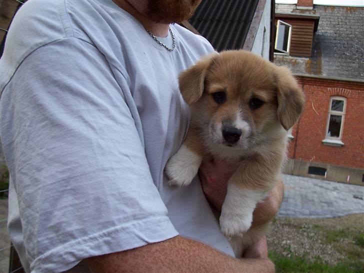 Welsh corgi pembroke Alfa - Som hvalp... billede 1