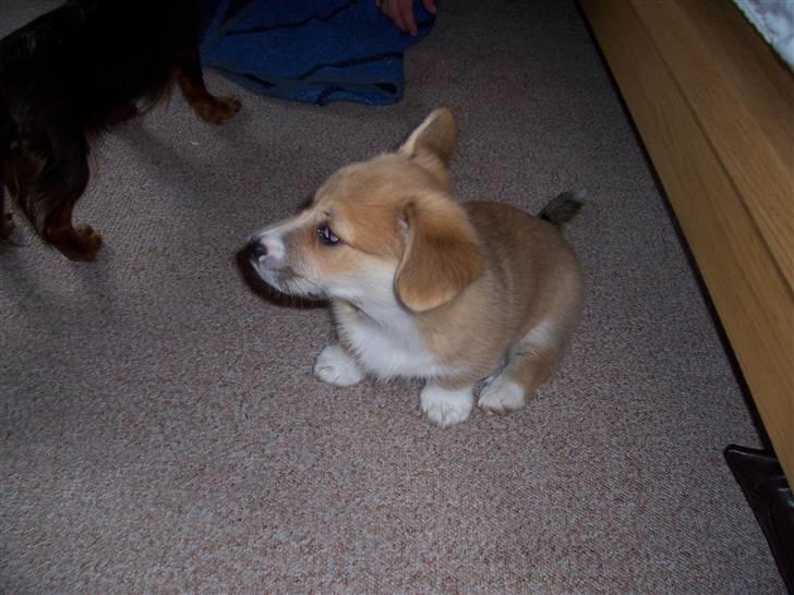 Welsh corgi pembroke Alfa billede 2