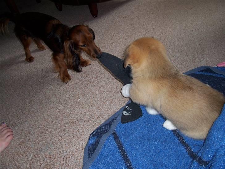 Welsh corgi pembroke Alfa billede 3