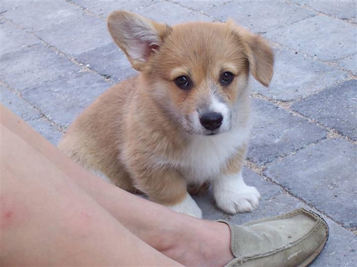 Welsh corgi pembroke Alfa billede 4