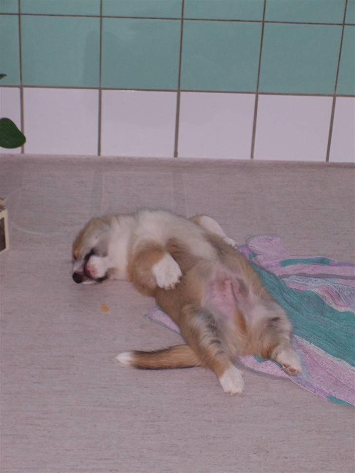 Welsh corgi pembroke Alfa - Man sover da skidegodt på ryggen! billede 5