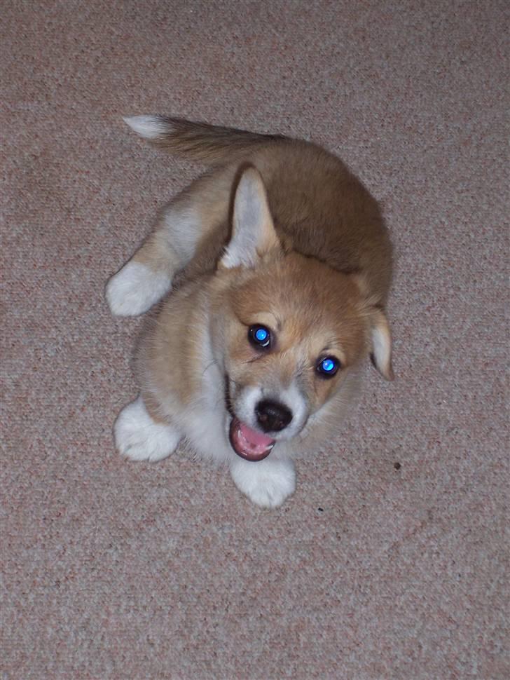 Welsh corgi pembroke Alfa billede 6