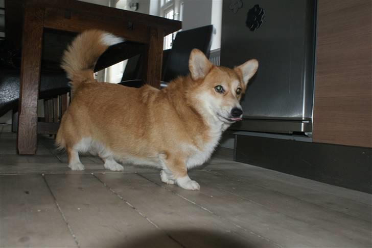 Welsh corgi pembroke Alfa - Flot og stolt han!  billede 7