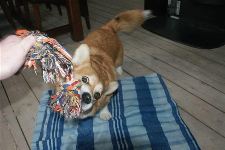 Welsh corgi pembroke Alfa billede 8