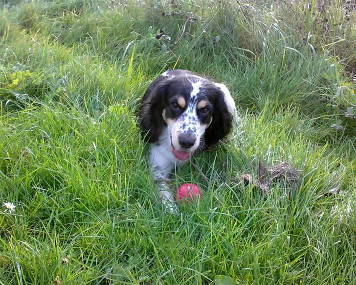 Blanding af racer Nimbus billede 1