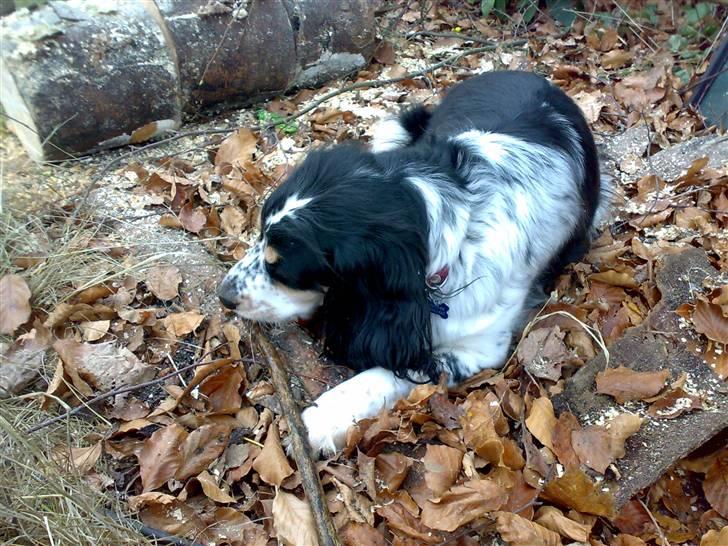 Blanding af racer Nimbus billede 2