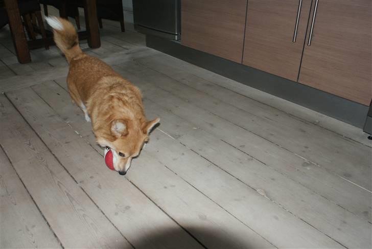 Welsh corgi pembroke Alfa billede 9