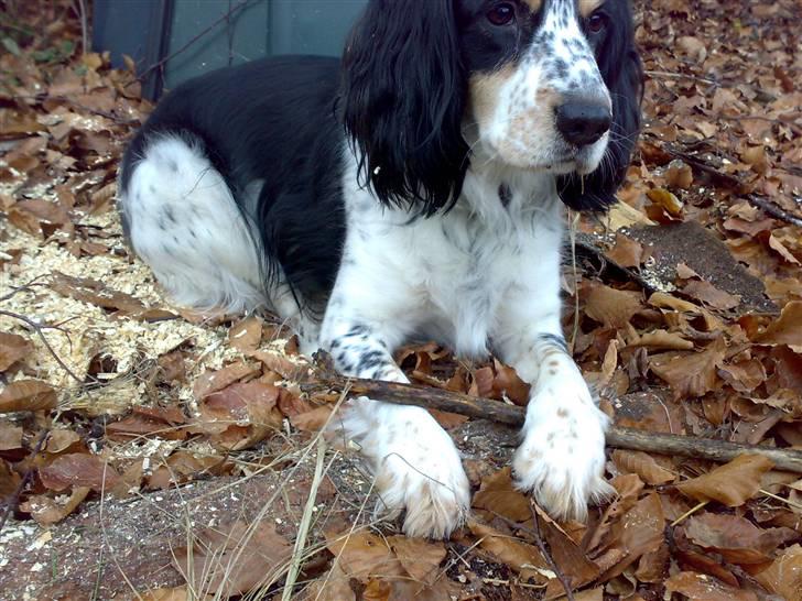 Blanding af racer Nimbus billede 3