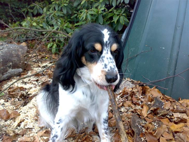 Blanding af racer Nimbus billede 4