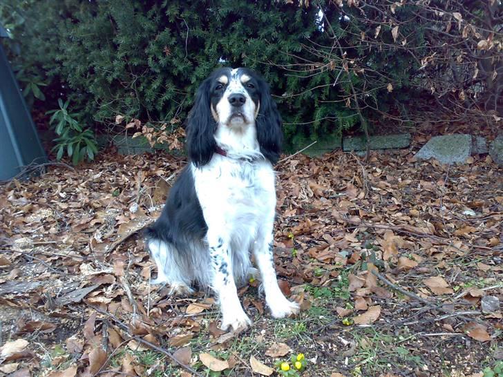 Blanding af racer Nimbus billede 5