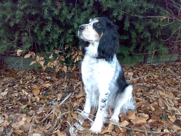 Blanding af racer Nimbus billede 6