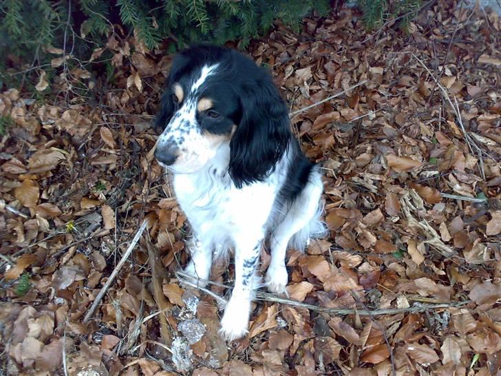 Blanding af racer Nimbus billede 7