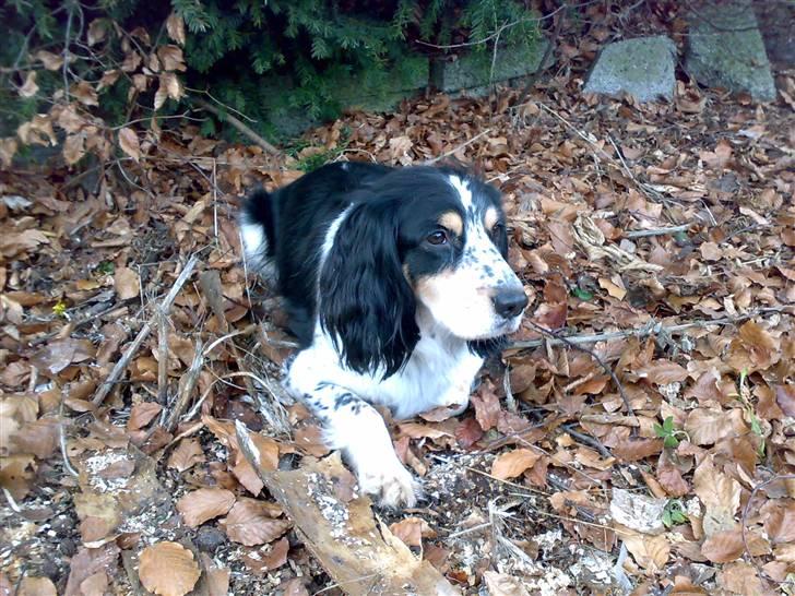 Blanding af racer Nimbus billede 8