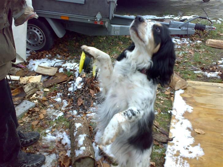 Blanding af racer Nimbus billede 9