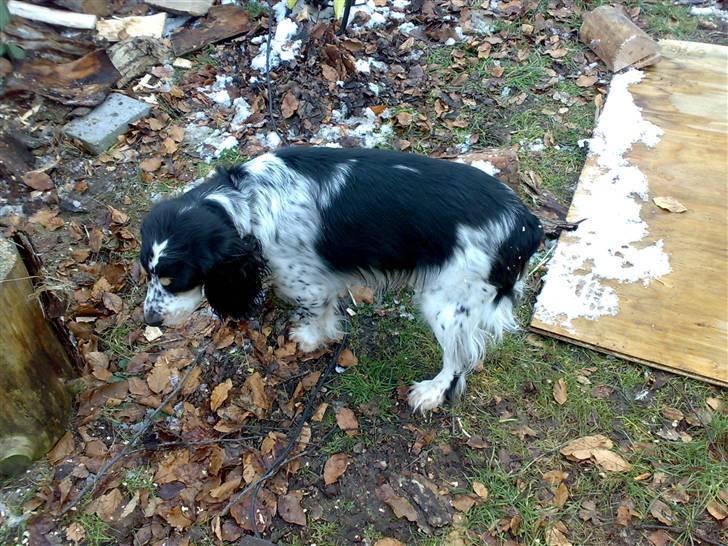 Blanding af racer Nimbus billede 10