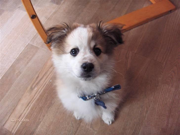 Japansk spids Balto billede 4