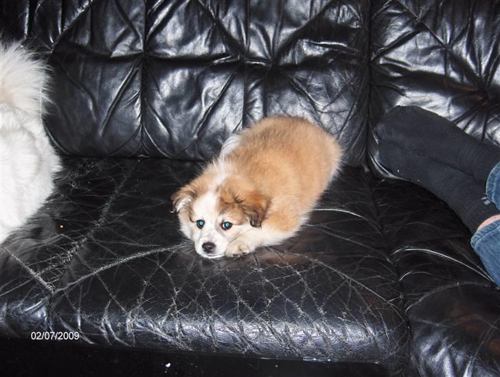 Japansk spids Balto billede 8