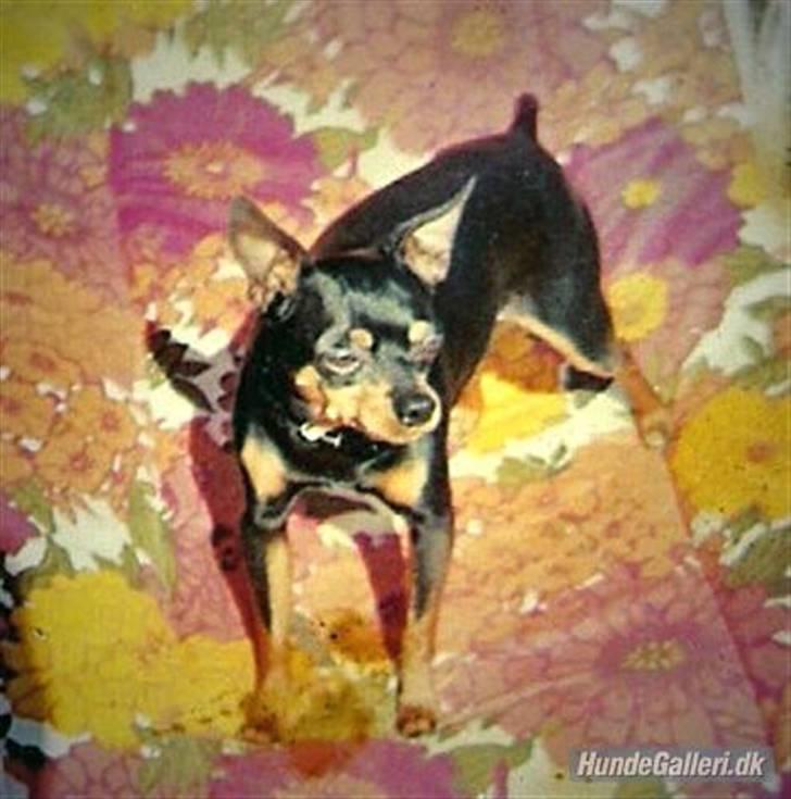 Dvaergpinscher pjevs  billede 10