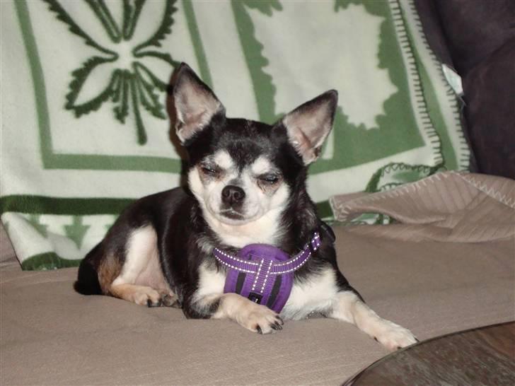 Chihuahua Soffy billede 1