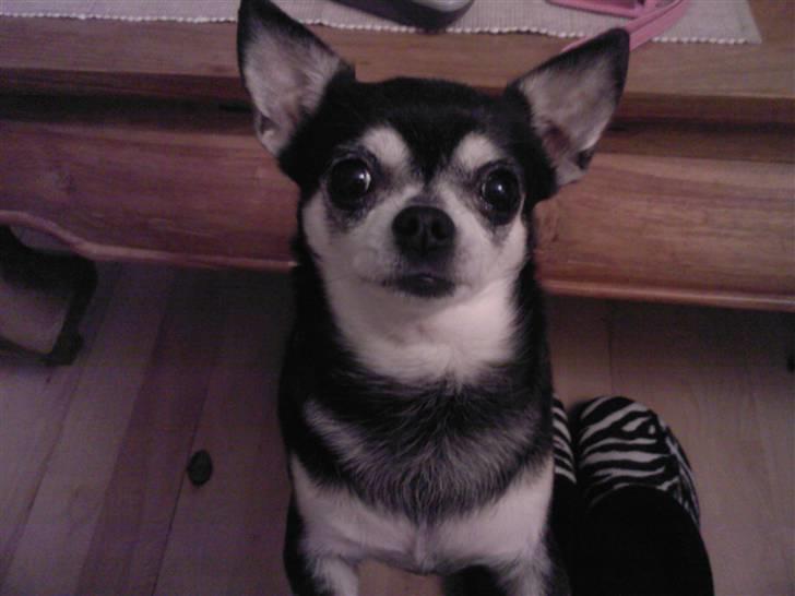 Chihuahua Soffy billede 2