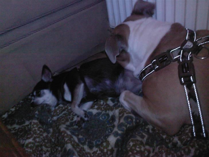 Chihuahua Soffy billede 3