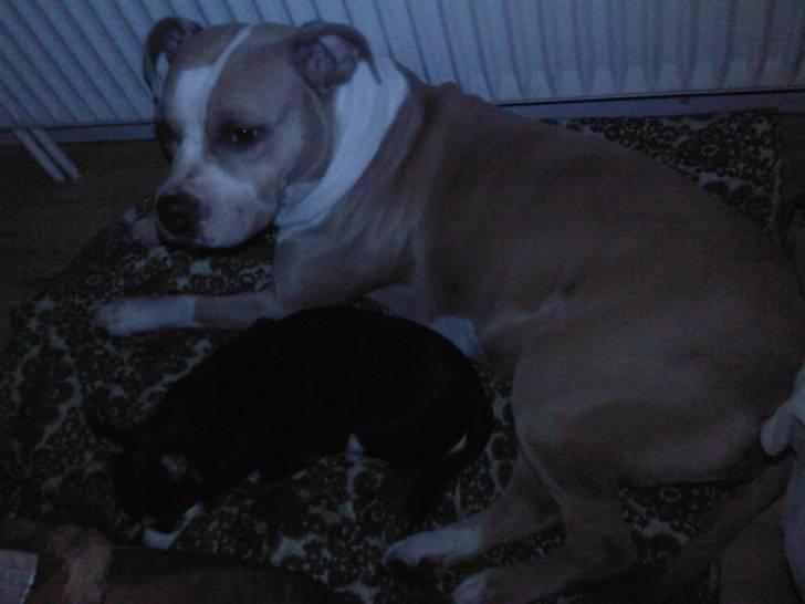 Chihuahua Soffy billede 4