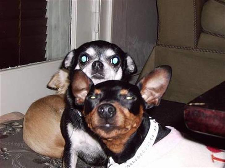 Chihuahua Soffy billede 5