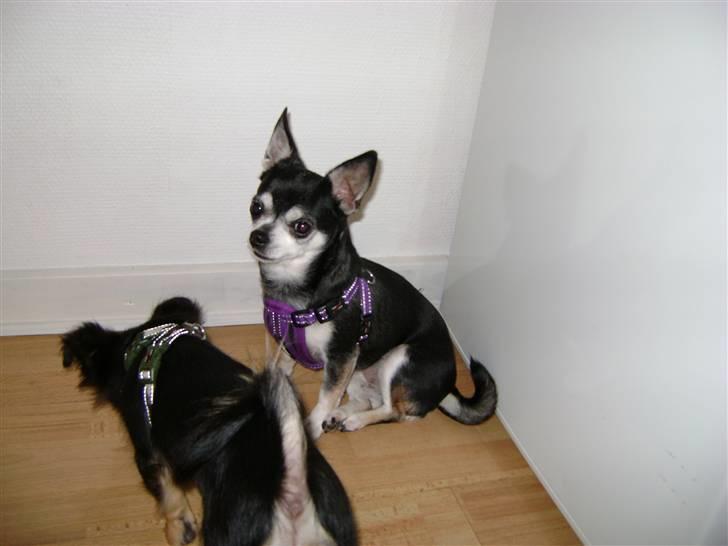 Chihuahua Soffy billede 6