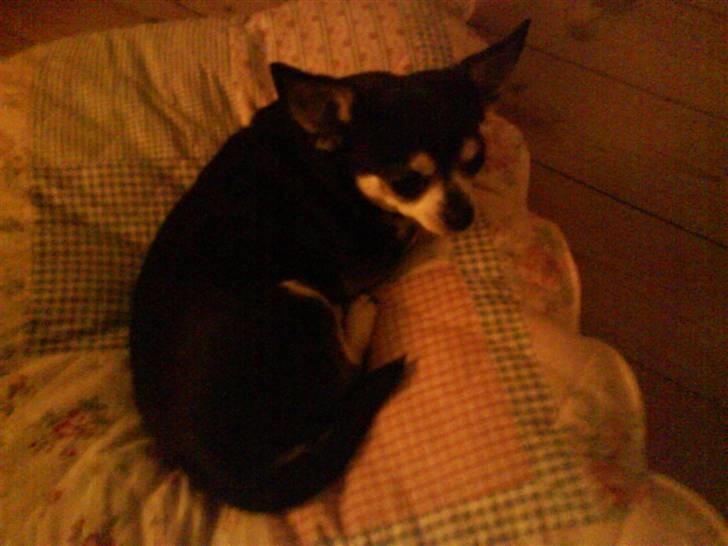 Chihuahua Soffy billede 7