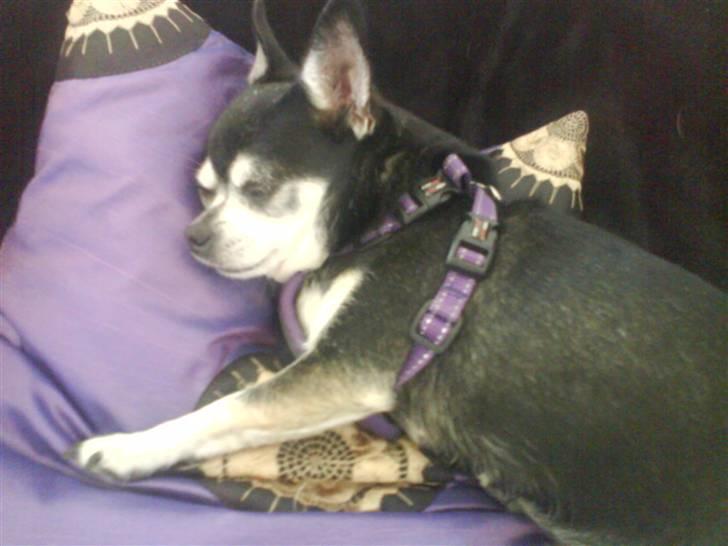 Chihuahua Soffy billede 8