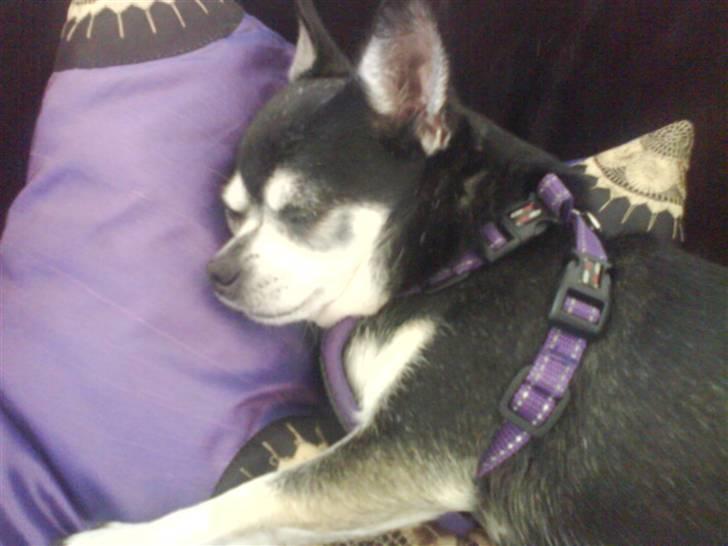 Chihuahua Soffy billede 9