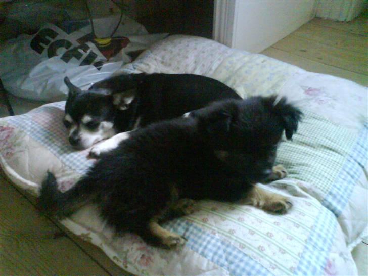 Chihuahua Soffy billede 10