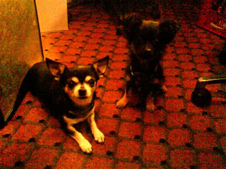 Chihuahua Soffy billede 11