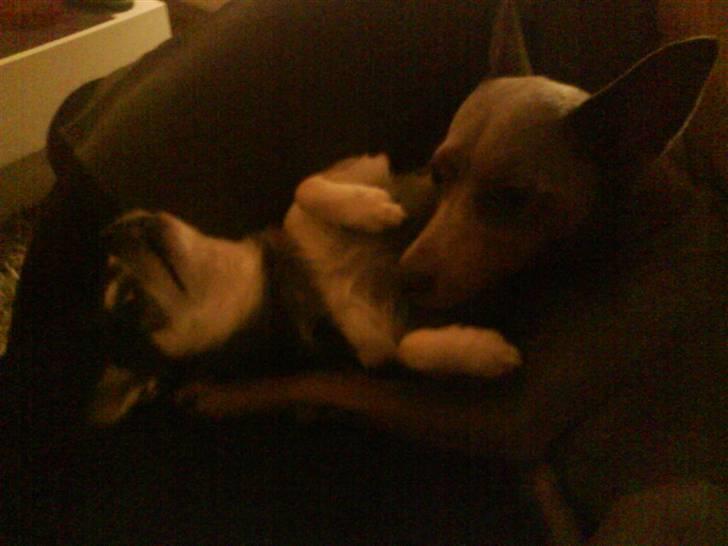 Chihuahua Soffy billede 12