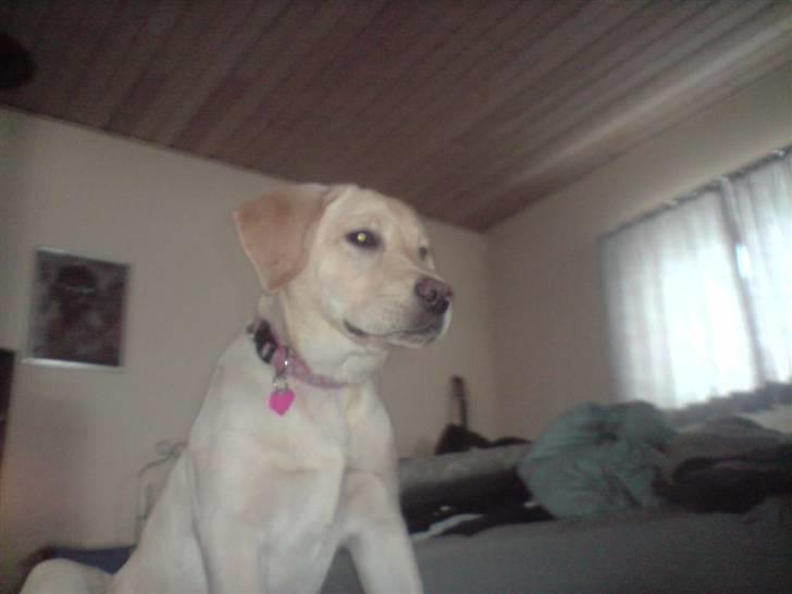 Labrador retriever Zakia - se hvor stor jeg er billede 8